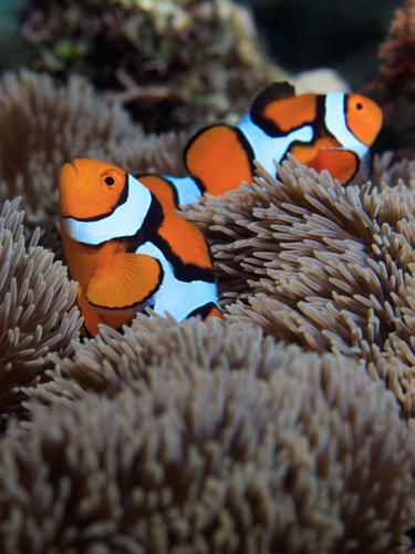 Secret to how quickly clownfish gets its stripes revealed by latest study
