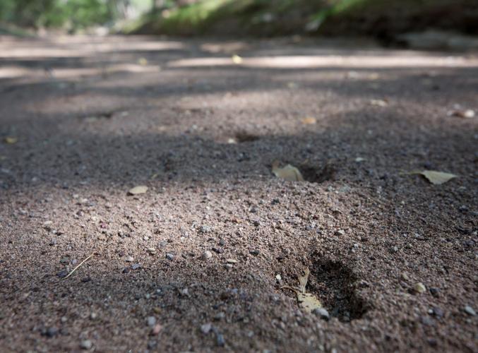 U.S./Mexico Border (LE)