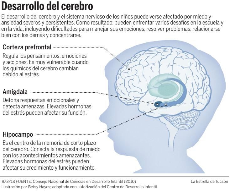 Desarrollo del cerebro