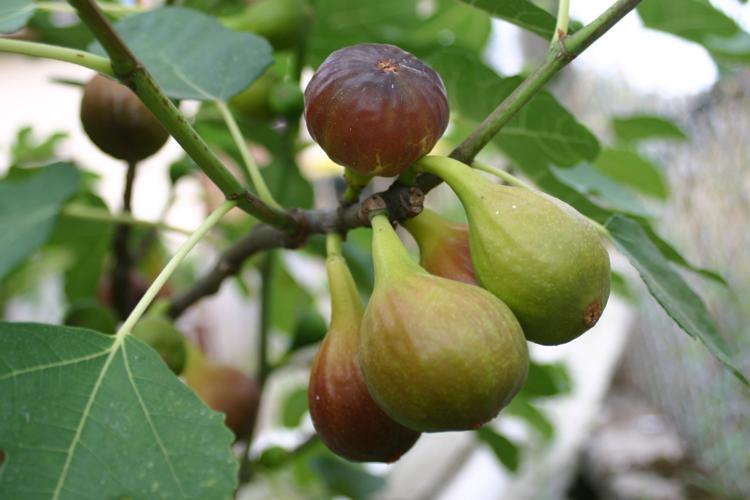 Garden Sage: Figs