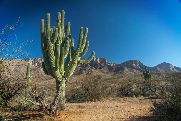 Catalina State Park giant saguaro