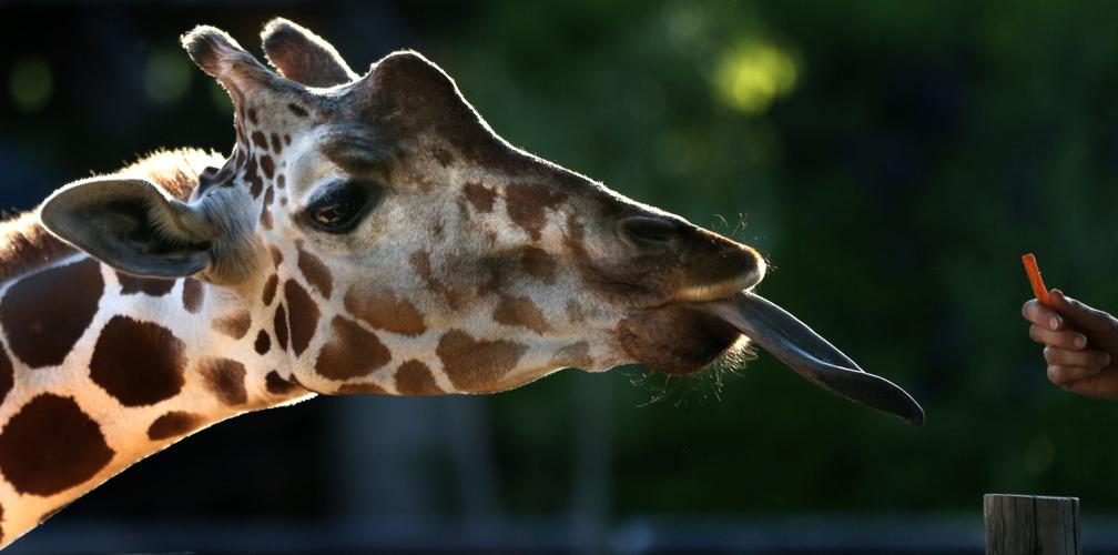 Summer Safari Nights