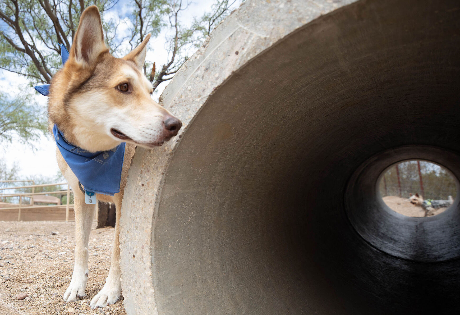 Here s why you need to scoop your dog s poop Home gardening