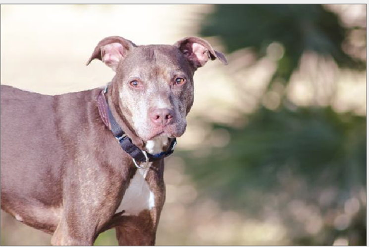 Adopt a Friend: Big Mama