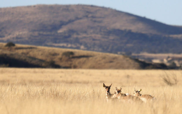 Pronghorn release