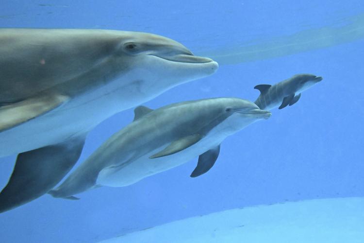 Dolphin Calf Birth