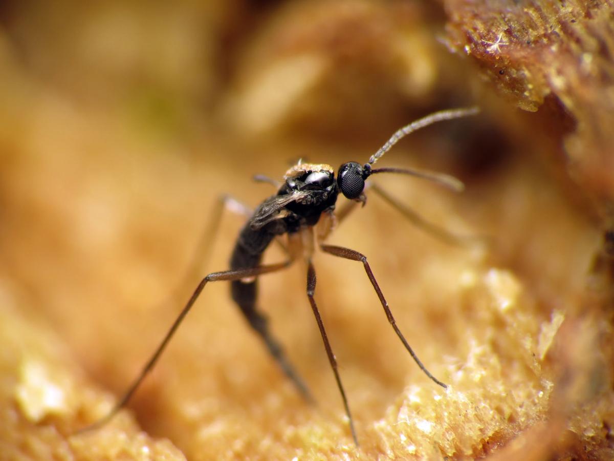 How to Get Rid of Fungus Gnats - Horticulture