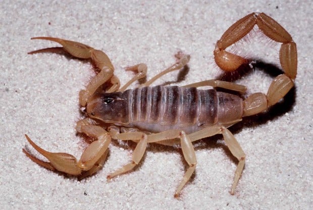 As weather heats up, beware of scorpions coming out of hiding   