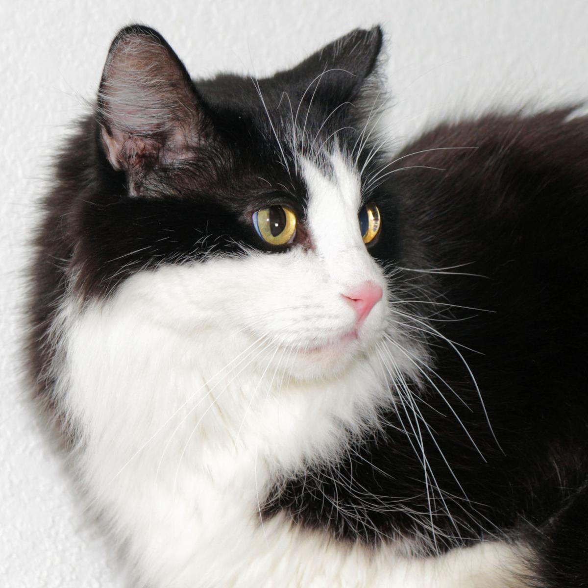 Adopt A Friend: JR