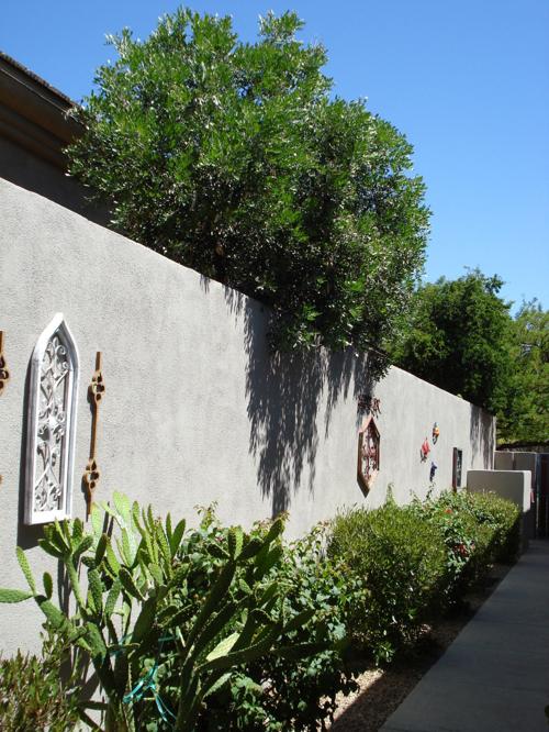 Neighboring Fruit Trees Are Damaging My Wall