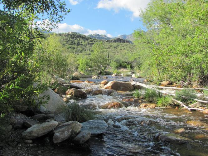 Sabino Creek
