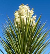 It's time for spring bloom chapter 2 across Tucson