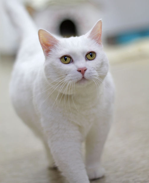 Zoe