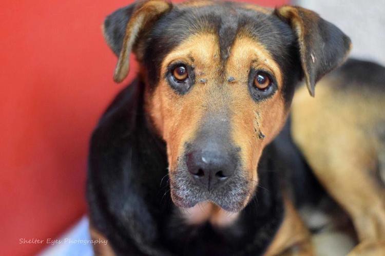 Adopt a friend: Palto