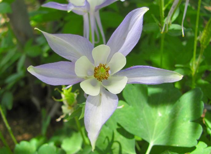 Columbine bloom