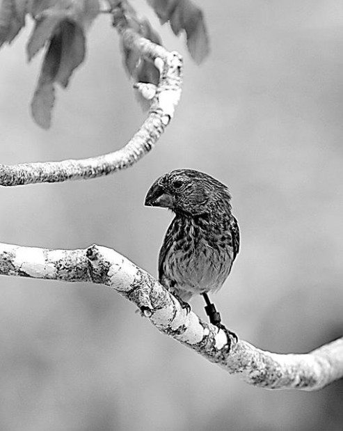 Darwin's Galapagos confirming his theory  