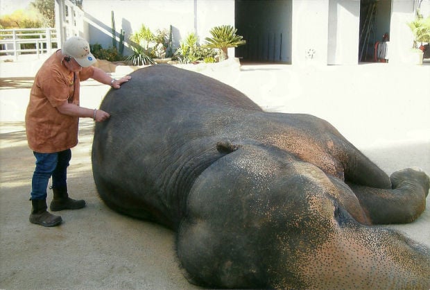 Veterinary chiropractors even help out elephants    