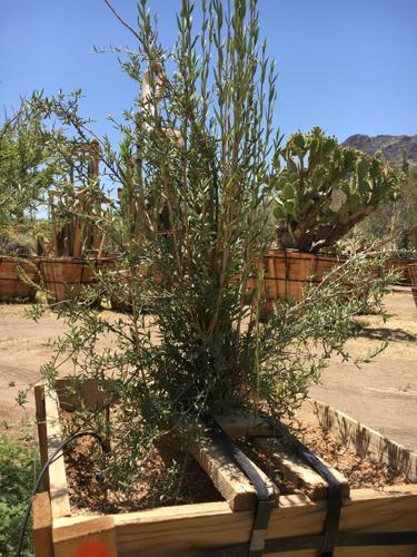 Wallace Desert Gardens