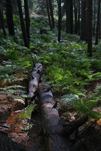 Trails on the eastern slopes of the Santa Catalina Mountains
