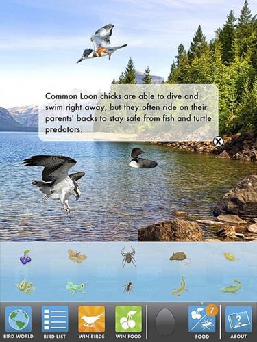 Game for fledgling ornithologists: 'My Bird World'   