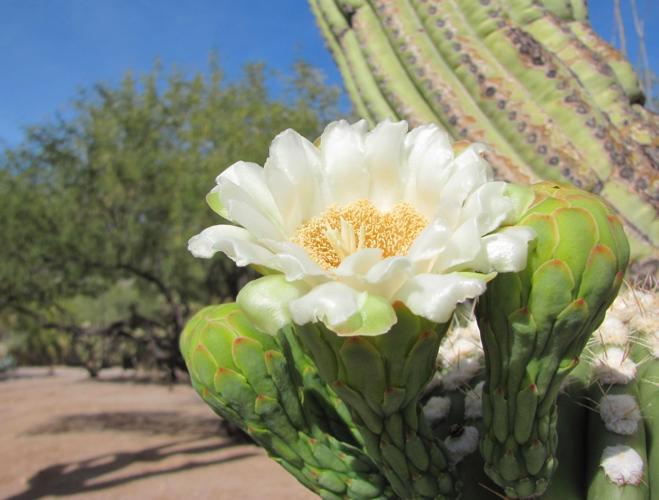 Saguaro blooming in mid-November