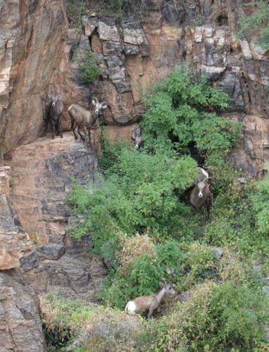 Bighorn sheep survey, 2021, AGFD