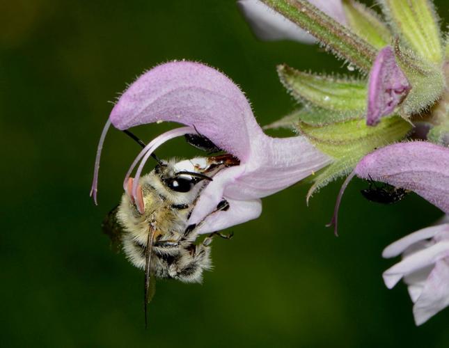 Digger bees thwarting harvest