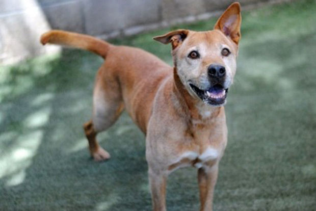 Osborne, German shepherd mix