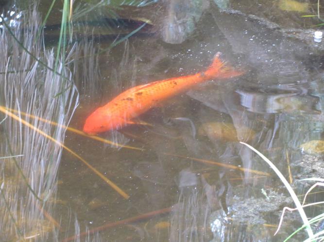 Fish at Agua Caliente