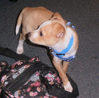 Adopt a Friend: Casper