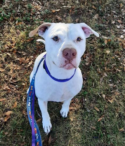 Adopt a friend: Fan Boy