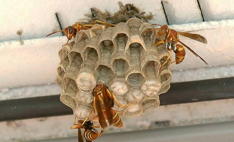 Wasps.jpg