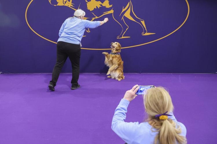 Westminster Dog Show