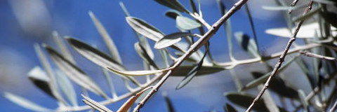 Olive tree branches