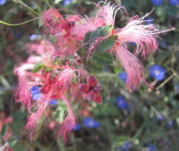 Fairy duster blooms
