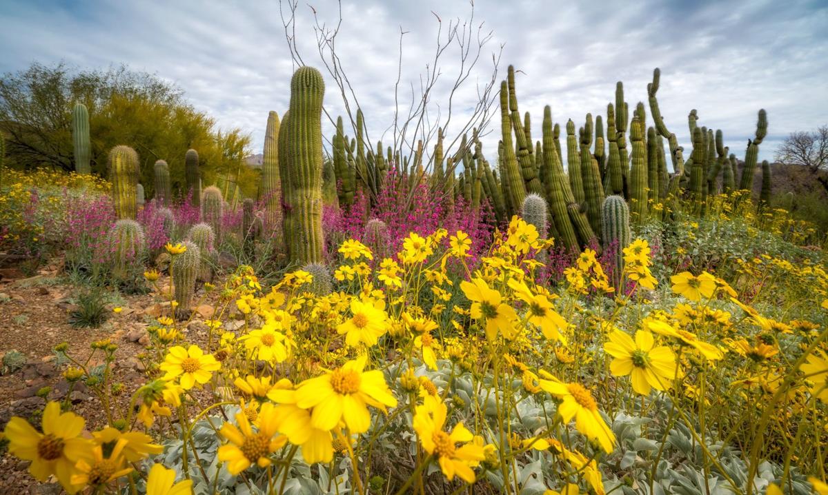 Tucson is blooming! 7 Instaworthy spots to stop and smell the flowers tucson life