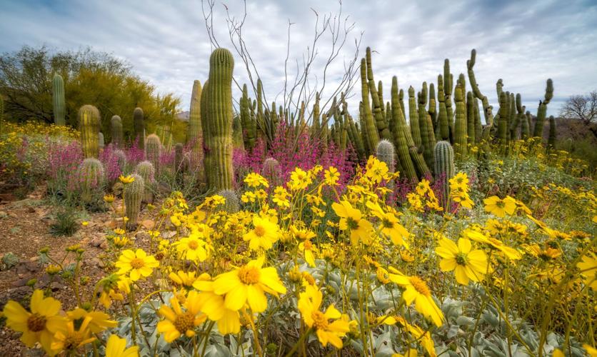 Tucson is blooming! 7 Insta-worthy spots to stop and smell the flowers ...