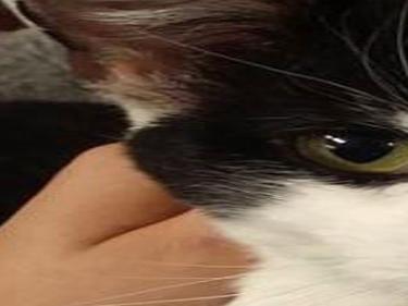 Adopt A Friend Tucson Com