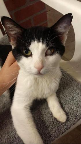 Adopt A Friend: Bootstrap