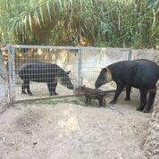 tapir4