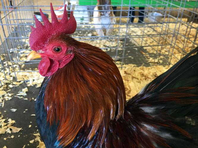 Pima County Fair's poultry show