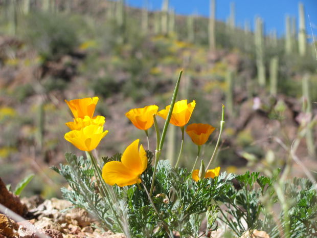 Blooms along Gates Pass Road
