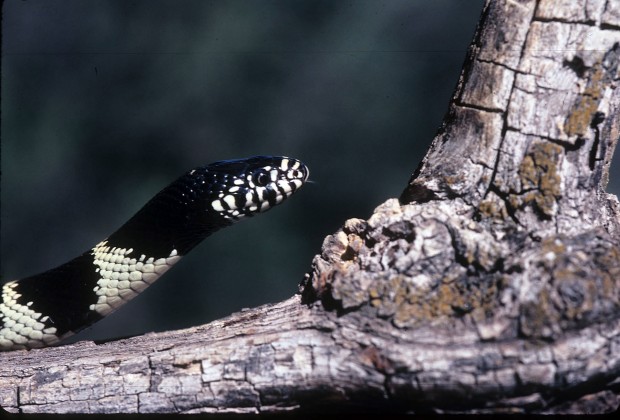 Some reptile species show signs of decline   