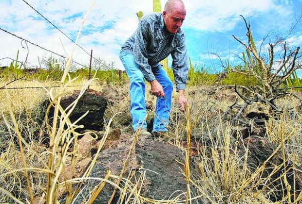 Desert enemy No. 1: Buffelgrass  