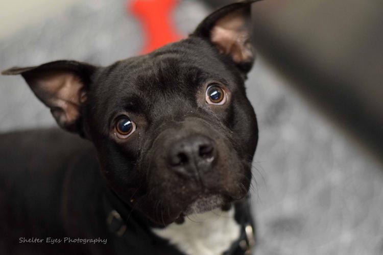 Adopt a friend: Flyer