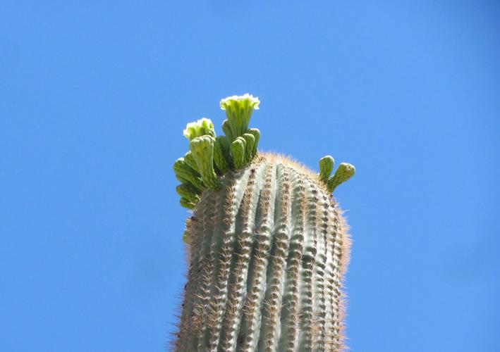 Blooming saguaro