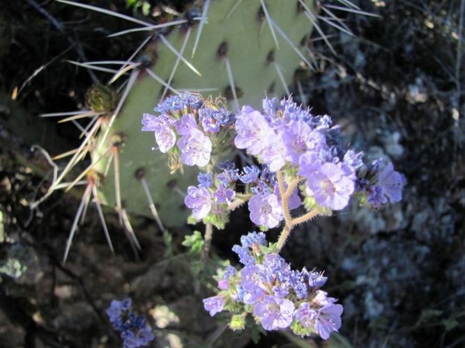 Wildflowers in Catalinas