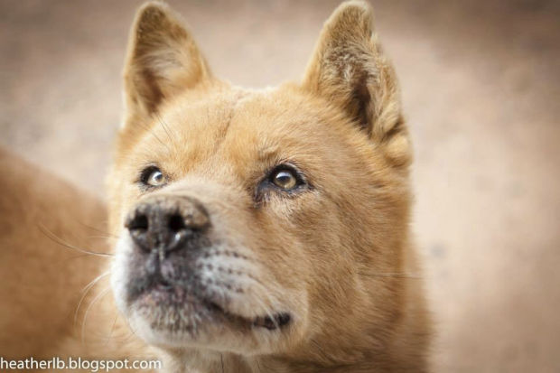 Pima Animal Care Center