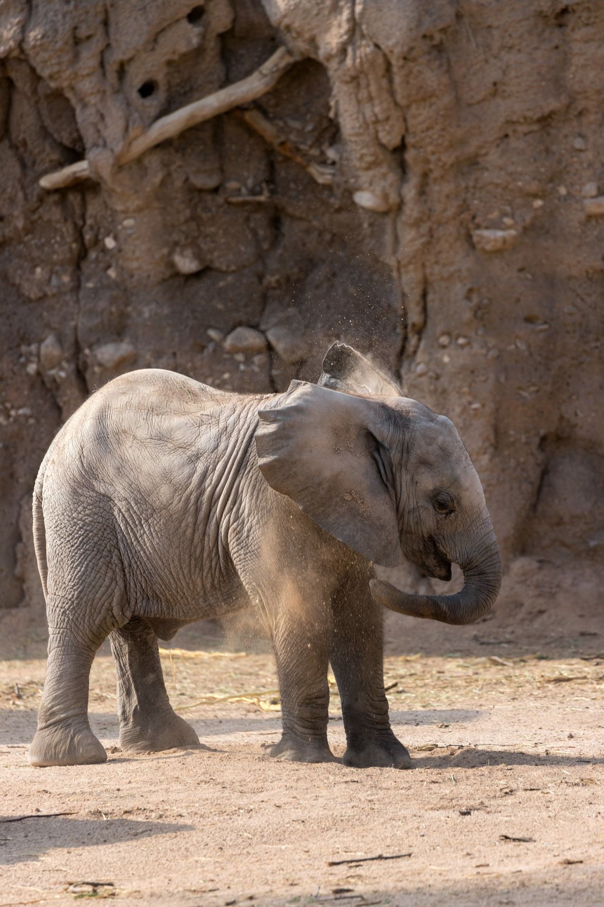 Elephant calf born at Tucson zoo hits all milestones so far