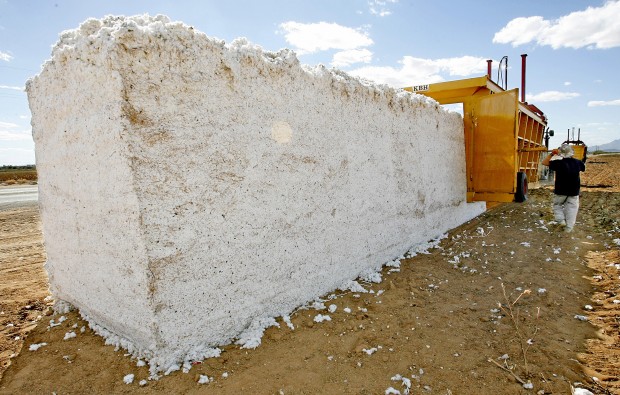 Cotton is currently fabric of their lives   